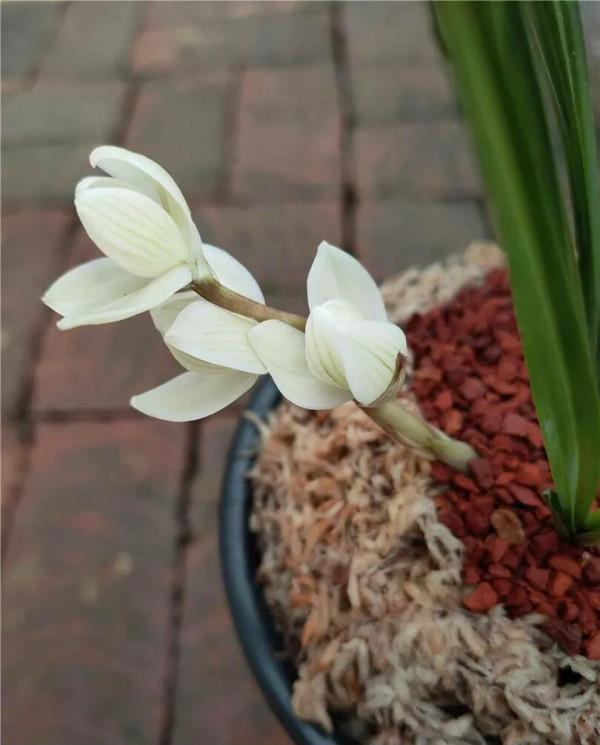 玩蘭的四大型別