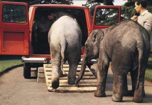 既能下賽道又能運大象 是什麼車如此優秀？