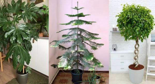 特別受歡迎的9種室內大型綠植,要根據自己的環境選擇品種 特別受歡迎的9種室內大型綠植,要根據自己的環境選擇品種