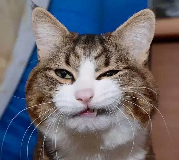 “貓奴”在古代是一個官職？貓是如何一步步”馴服“人類的呢