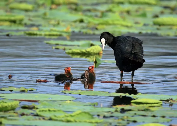 迷你版的黑天鵝——白骨頂雞