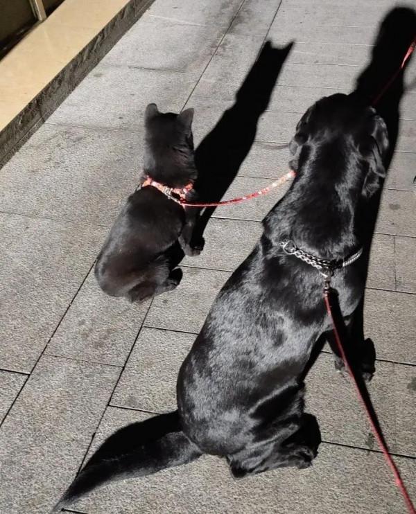 #養一條拉布拉多是種什麼體驗？#