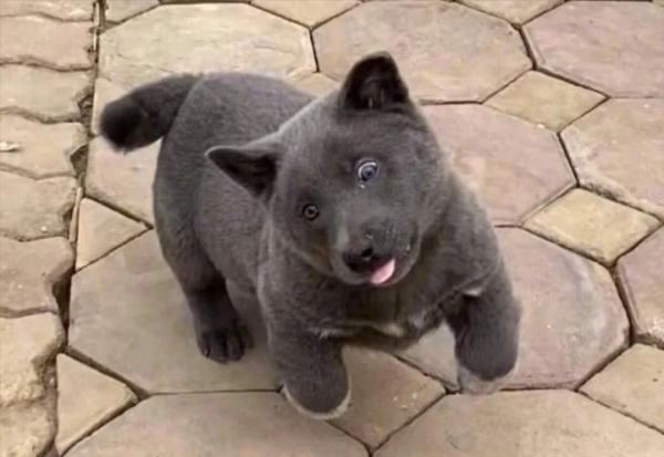 你見過長得像英短貓的狗嗎?快來漲漲見識吧 你見過長得像英短貓的狗嗎?快來漲漲見識吧