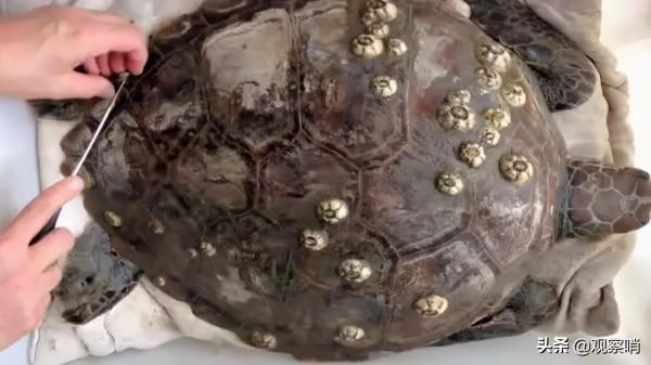 美國海軍的“天敵”，已花費數十億美元，依然難以根除的“藤壺”