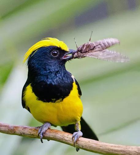 分享&mdash;&mdash;天生麗質的鳥兒