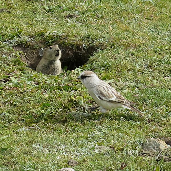 高原鼠兔：高原上全是我的天敵，有人惦記我身子，有人盯著我的窩