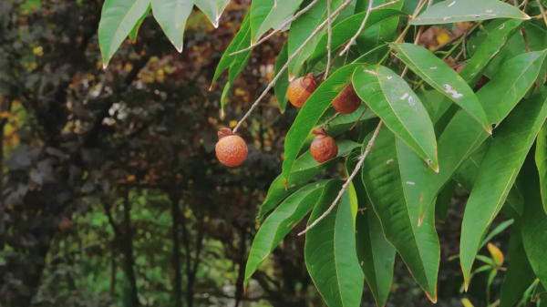 太倉的冬天，“果”然美麗