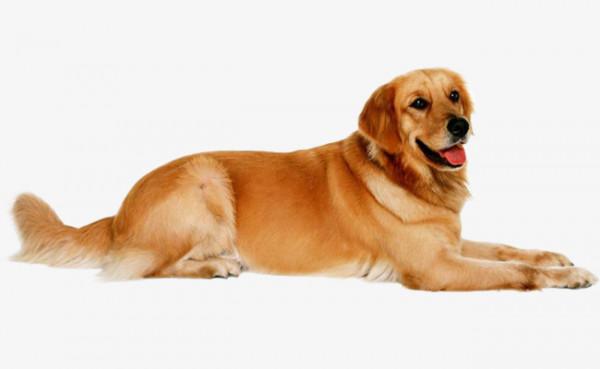 狗狗品種介紹大全！我們應該怎麼挑選適合自己的狗狗？