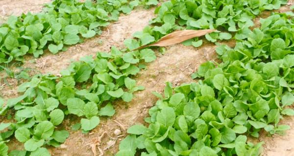 蔬菜種植,夏季防治蝸牛,有3個難點,農戶應該如何解決? 蔬菜種植,夏季防治蝸牛,有3個難點,農戶應該如何解決?