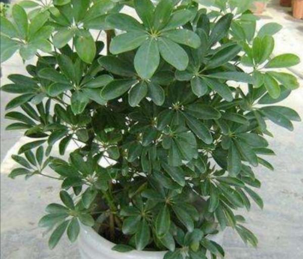 養鴨腳木，別隻澆水，另外多做4件事，長得枝葉繁茂