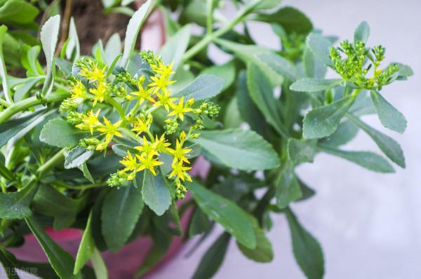 藥食兩用的一味止血聖藥,可散瘀止血,消腫止痛 藥食兩用的一味止血聖藥,可散瘀止血,消腫止痛