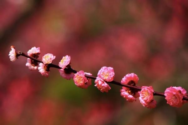 冬天的京都，去這些地方玩會更有趣