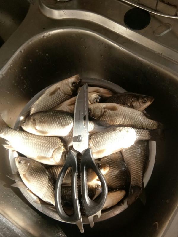 頻繁掛鉤斷線也未能阻止大板鯽爆護