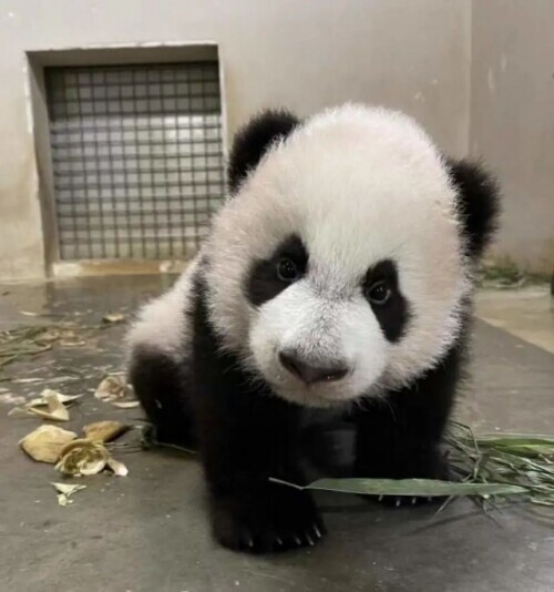 名字揭曉了！新加坡首隻大熊貓寶寶取名&OpenCurlyDoubleQuote;叻叻&rdquo;