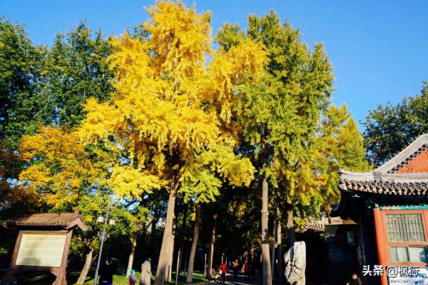 再有半個月，北京將迎來最美的季節，12個銀杏寶藏地，附機位攻略