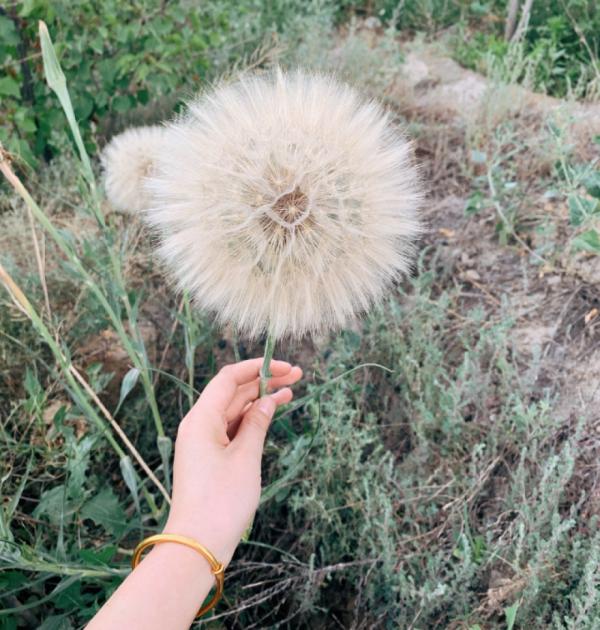 路邊的蒲公英，比拳頭還大，太可愛了