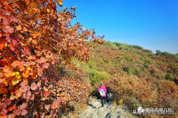 賞紅何必去郊區!北京西五環邊上的這座公園,紅葉正好 賞紅何必去郊區!北京西五環邊上的這座公園,紅葉正好