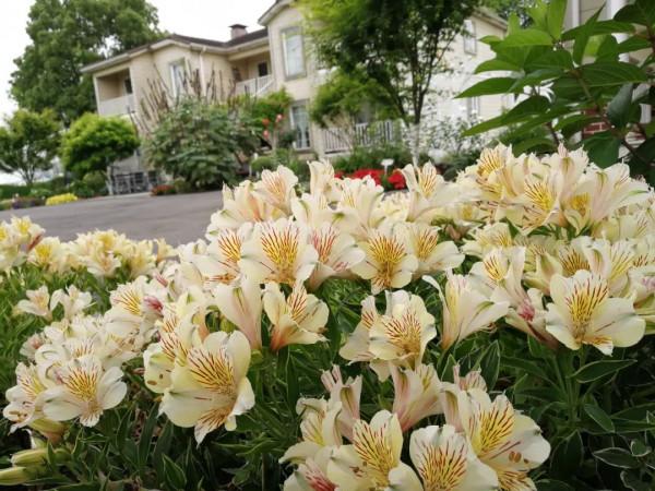 關於花園的春日限定，我們有這5款草花福利想分享給你