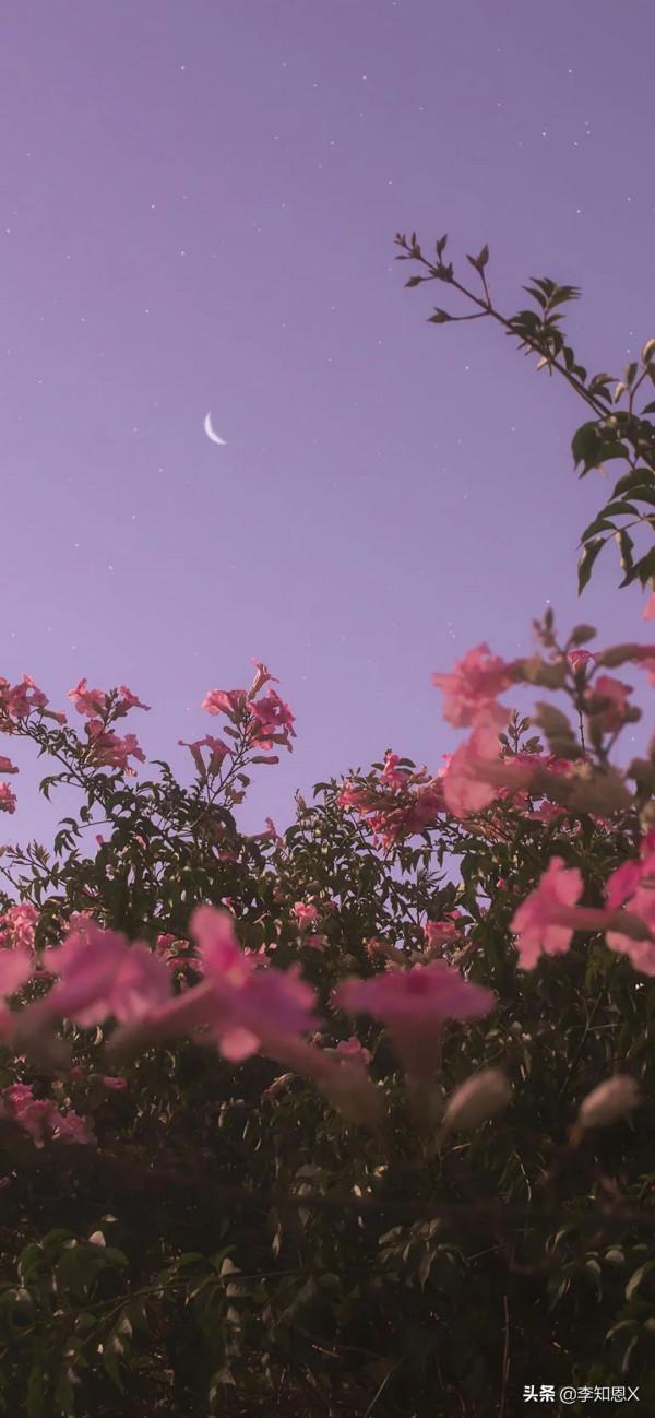 桌布上，我在橋上看風景