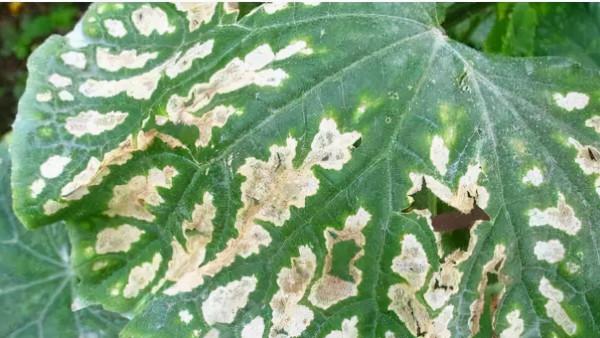 冬季大棚加溫要注意,以免降低蔬菜品質 冬季大棚加溫要注意,以免降低蔬菜品質