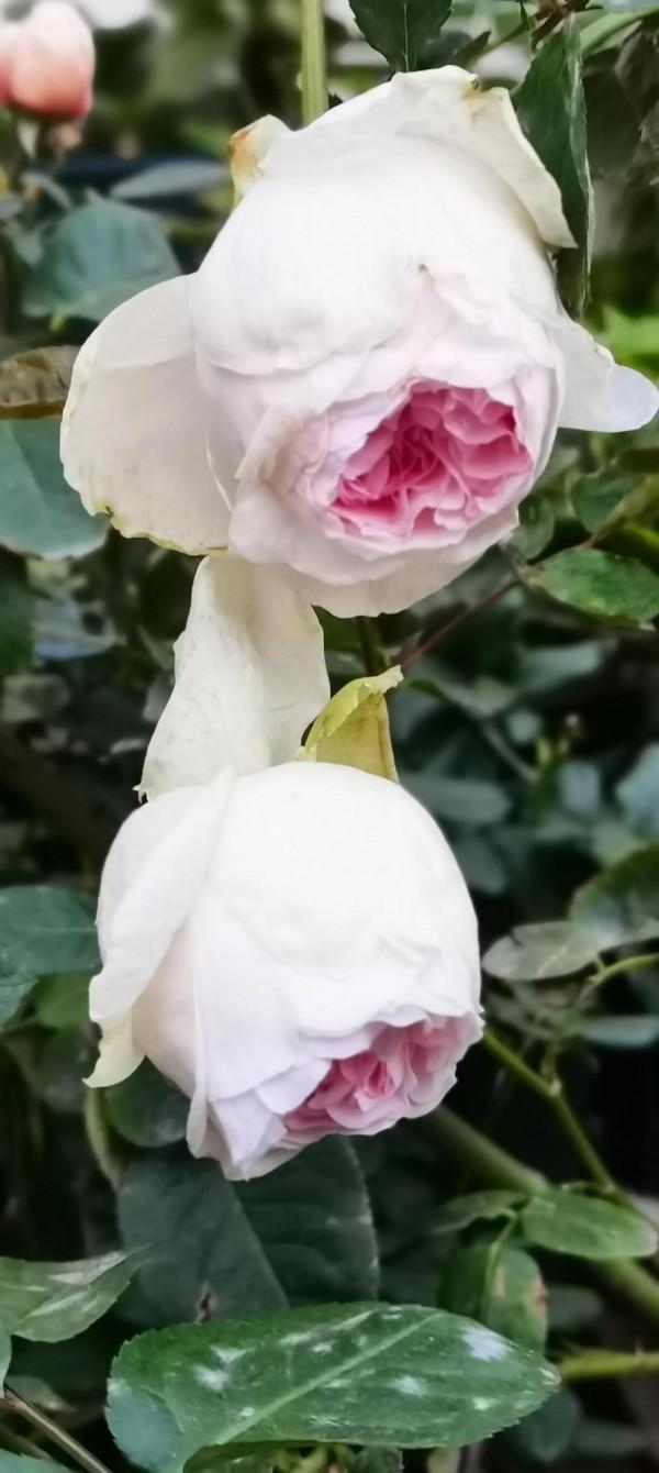 一站有一站的風景，一歲有一歲的悲喜