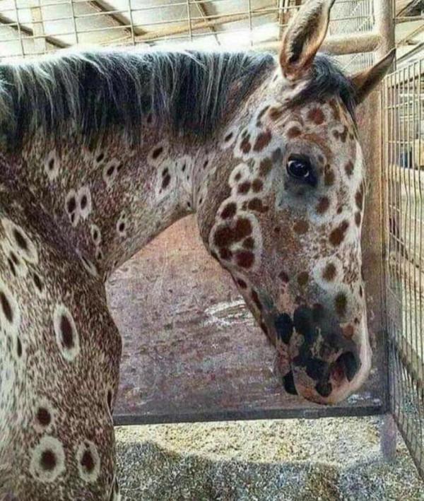 你見過斑點狗，但你見過斑點馬嗎