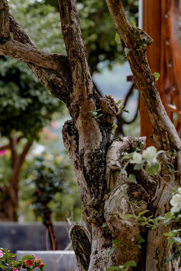 為什麼粵龍山被稱為三角梅王國？