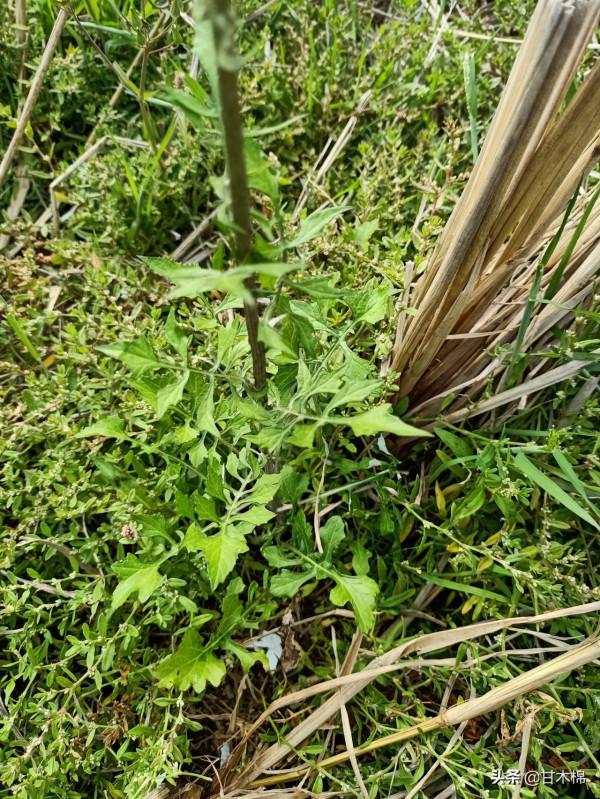 收割稻穀後的水田裡長著很多野菜,這15種田間雜草可以當菜食用哦 收割稻穀後的水田裡長著很多野菜,這15種田間雜草可以當菜食用哦