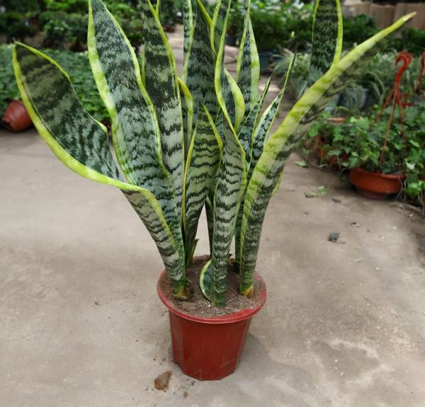 這4種花,2月不用澆,越“澆”死得越快,越“懶”的人越適合養 這4種花,2月不用澆,越“澆”死得越快,越“懶”的人越適合養