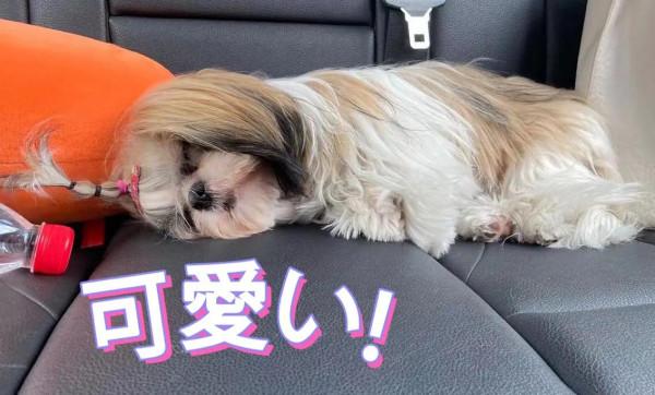 你們家的狗狗都怎麼睡覺呀