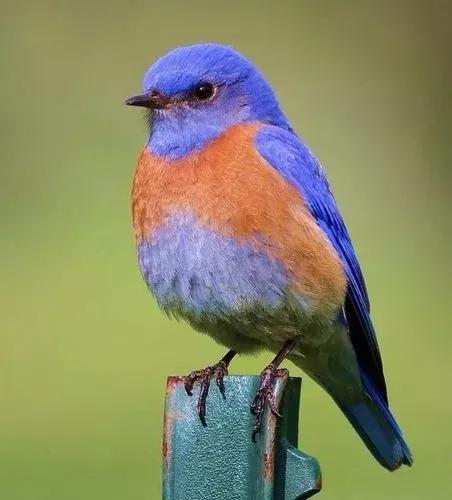 活潑可愛的&mdash;&mdash;知更鳥