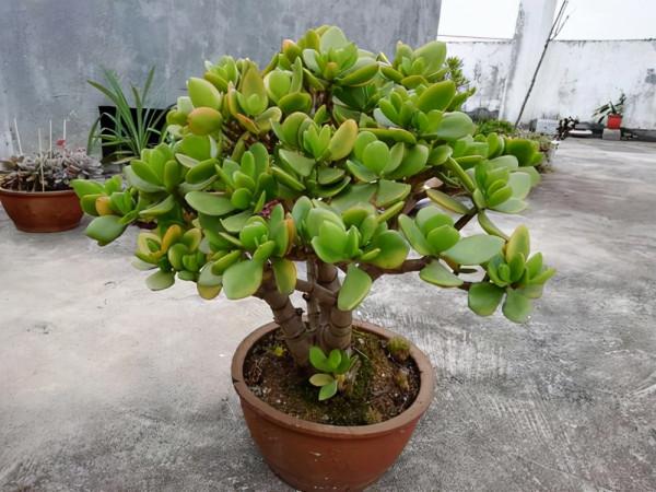 11種“吉祥花”，“窮養”才養得好，用小盆少澆水，反而旺得很