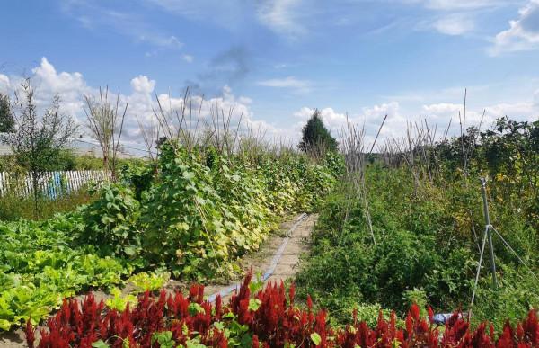 奮鬥村：小菜園變身“增收園”