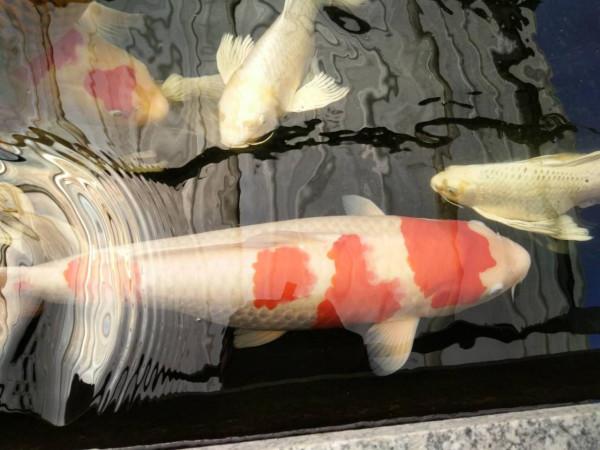 觀賞魚的趴缸有很多種，其中兩種最難治，有可能會死魚