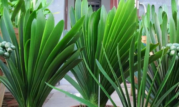 7種大型花，號稱“死不了”，看著很霸氣，還能吸廢氣，值得養