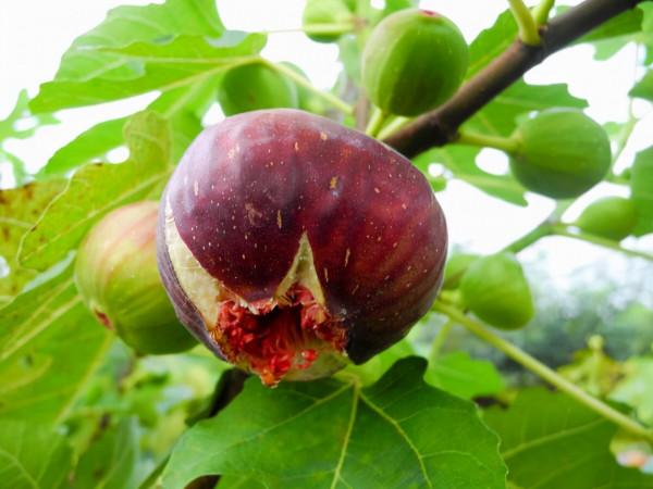 扦插的無花果生根了，這樣移栽，成活率高，長勢快，來年就結果