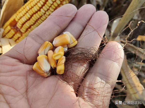 這個玉米新品種株高只有2.4米,不需噴施控旺劑,軸細粒長產量高 這個玉米新品種株高只有2.4米,不需噴施控旺劑,軸細粒長產量高