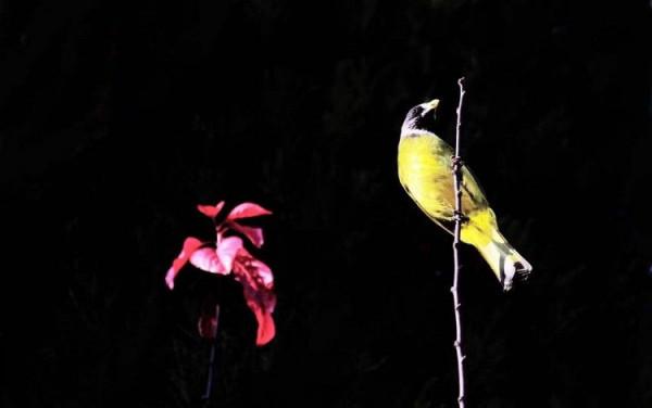 山中精靈領雀嘴鵯