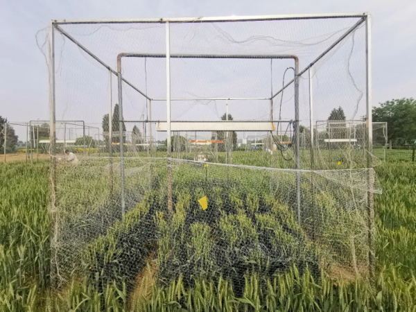 科研進展丨科研人員揭示氣候變暖導致麥蚜暴發為害機制