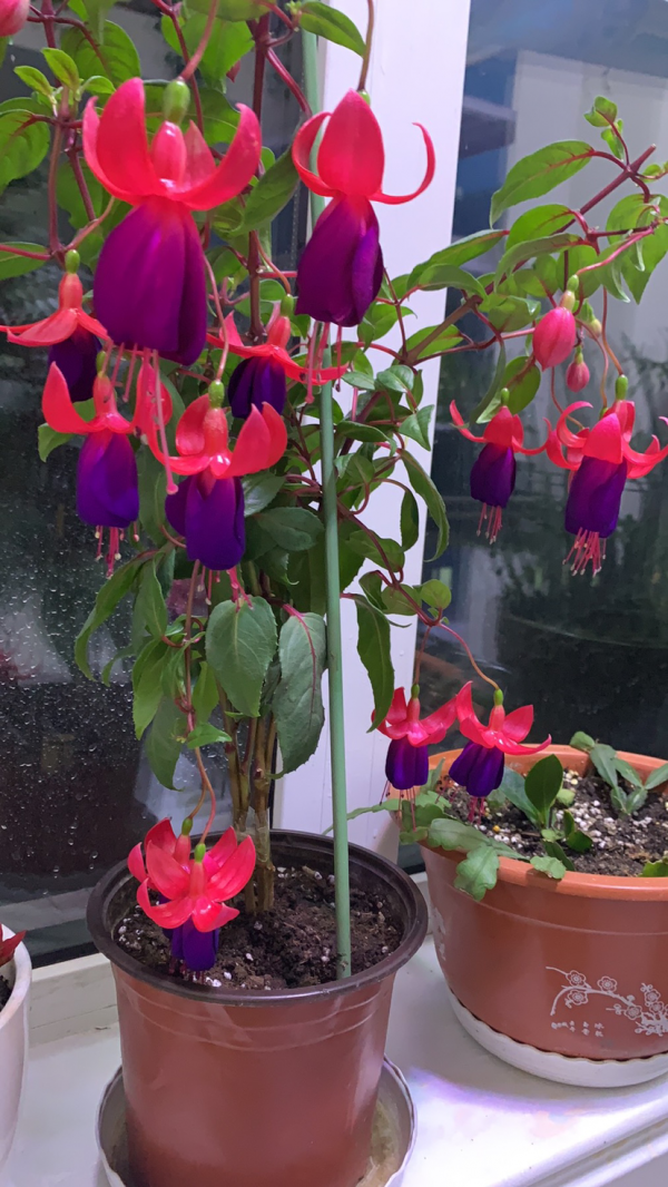 家裡養4種垂吊花，掛起來養不佔地兒，還能開出花瀑布