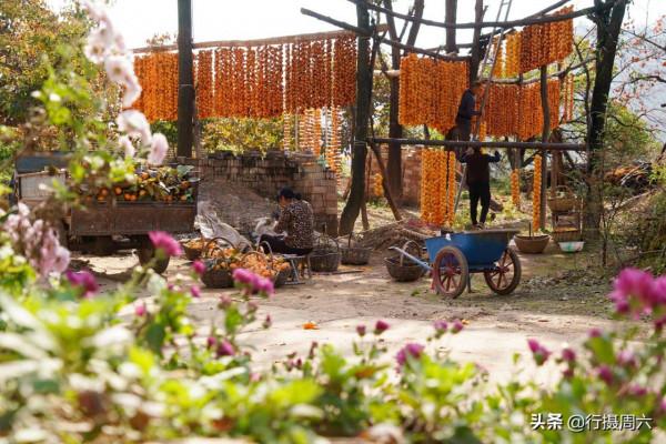 山西大山農民用柿子裝扮的小山村，成網紅打卡地，看美成啥樣