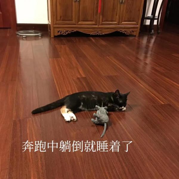 流浪貓選家猶如女子嫁人（上）