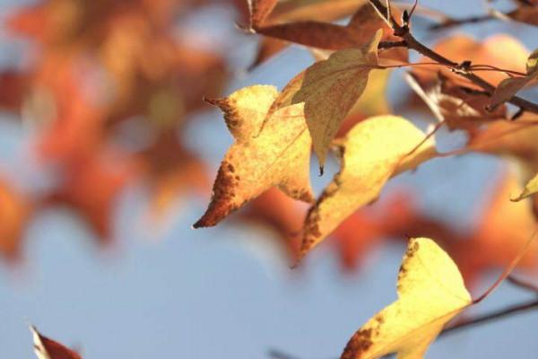 馬龍:五彩斑斕的冬天顏色 馬龍:五彩斑斕的冬天顏色