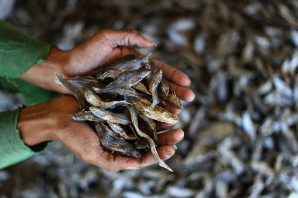 晾曬魚乾 晾曬魚乾