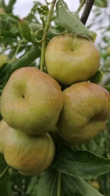 盆栽蟠棗的管理