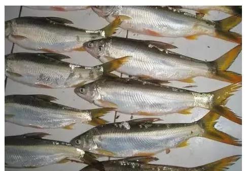 黃尾魚的釣法技巧 黃尾魚的釣法技巧