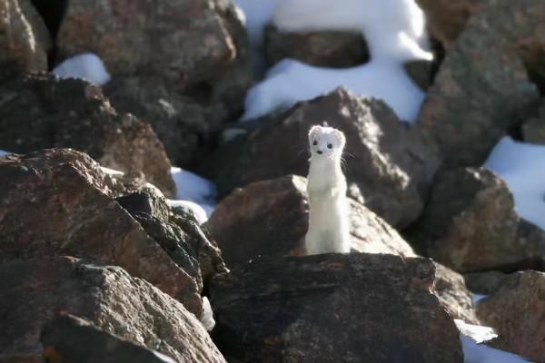 看這些野生動物的冬日“換裝”秀