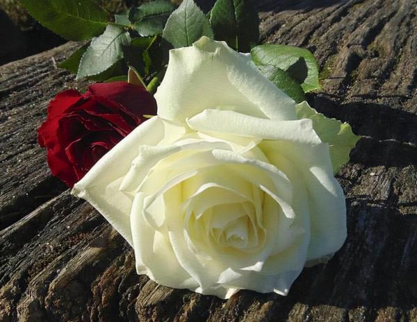 人的高階清醒：把不尊重自己的人，請出生命