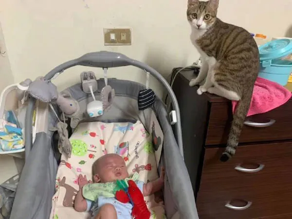 貓在嬰兒床睡覺，寶寶一哭，它立馬就跑開了，逃得真快