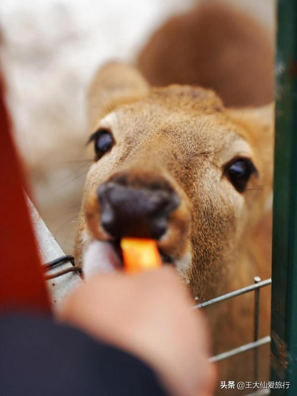 北京遛娃好去處感受在王府花園酒店擼貓的快樂